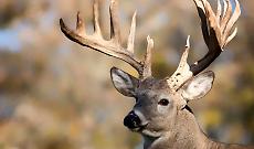 Cervo ucciso e trasportato in auto sulla Statale 33