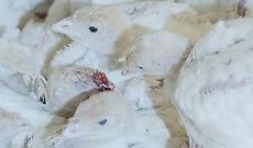 Tacchini tra ammoniaca 