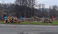 Mazza vuole abbattere i pioppi cipressini della rotonda "olivettiana", Cieol furioso: "E' un delitto!"