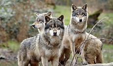 Cinque lupi