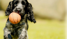 Come scegliere la razza di cane giusta: 8 consigli da seguire