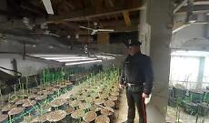 Cascinale-fabbrica della cannabis a Balzola, sequestrata centrale con 1.800 piante: tre arresti