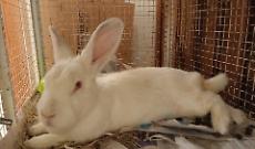 Falanghina, la coniglietta che ha imparato a fidarsi di nuovo