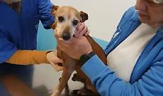 Due cani anziani sfrattati, due vite spezzate: la storia di Mia e Brown (VIDEO)