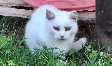 Bianca rischia di morire per un tumore: l&rsquo;appello delle Sfigatte per salvarla