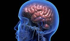 Alzheimer, la piccola molecola che &ldquo;allena&rdquo; le difese del cervello: perch&eacute; Sulfavant A potrebbe cambiare la partita