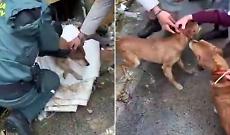 &ldquo;Due cani, un seminterrato e l&rsquo;acqua alla gola&rdquo;: il salvataggio della Guardia Civil mentre Leonardo mette in ginocchio l&rsquo;Andalusia