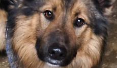 Abbandonato sotto le bombe in Ucraina, ora &egrave; in viaggio verso il Canavese: la storia di Oliver, anche lui vittima della guerra