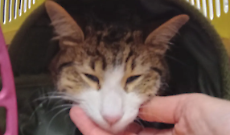 Gas Gas lotta per respirare