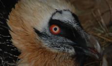 L'avvoltoio pi&ugrave; grande d'Europa avvistato nelle Valli di Lanzo