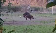 cinghiali calciatori
