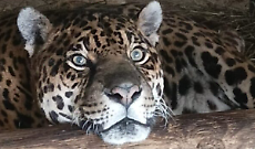 Regina compie 24 anni