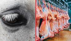 Stop ai cavalli al macello