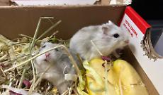 Nove criceti abbandonati