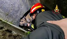 Leila salvata a mano dai vigili del fuoco