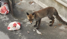 La volpe e in via massimo D'Azeglio