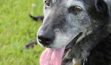 Bocconi "avvelenati" in giro per la citt&agrave;: paura per i cani a Settimo Torinese