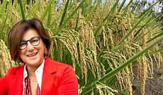 Riso, l&rsquo;allarme da Vercelli: filiera in grave difficolt&agrave; tra crisi e pressioni internazionali