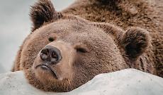 Orsi tra gli sciatori