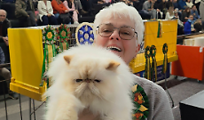 Leini, invasioni di baffi e fusa: quasi 2.000 visitatori alla Mostra Internazionale Felina