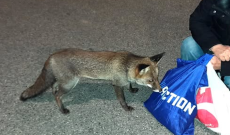 La volpe di Castellamonte