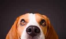 Torino, &ldquo;la citt&agrave; degli 80mila cani&rdquo;: pet-friendly, ma non ovunque