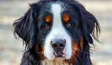 Bovaro del bernese travolto e ucciso da un camion: indagine in corso