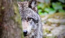 Lupo avvistato a San Raffaele Cimena