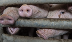 Animali in gabbia, l&rsquo;Europa davanti ai giudici