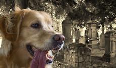 Brandizzo apre ai cani al cimitero: approvata la mozione per cambiare il regolamento