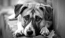 Dubai, l&rsquo;altra faccia della crisi: cani e gatti abbandonati mentre gli stranieri lasciano la citt&agrave;