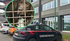 Associazione per delinquere e maltrattamenti agli animali a Chivasso: gli indagati sono sei. Nei guai anche tre veterinari