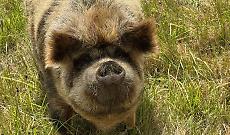 Peste suina africana, nuovi casi: quattro cinghiali positivi