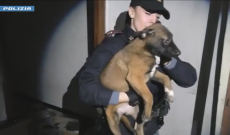 Cuccioli che piangono tra sporcizia ed escrementi: scoperti in uno stabile abbandonato