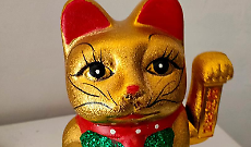 Gatti cinesi in consiglio comunale a Cossano