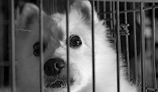  LNDC Animal Protection denuncia e rilancia la petizione per fermare la vendita di animali online