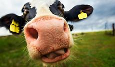 Il prezzo del latte crolla, Coldiretti Torino chiama l&rsquo;industria al confronto