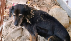 Cani maltrattati su un ballatoio: la polizia locale di Giaveno li salva