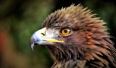 Aquila reale in difficolt&agrave; 