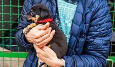 Cinquanta cani in un allevamento abusivo: scatta il sequestro a Favria