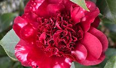 A Chiaverano nasce &ldquo;Il Cuore delle Camelie&rdquo;