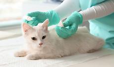 Gatto dal veterinario