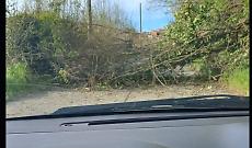 Albero cade sulla strada