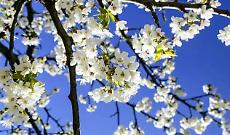 Tra natura e primavera