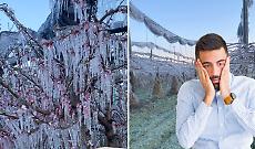 Gelo sui frutteti, il conto del clima non pu&ograve; pagarlo solo chi coltiva