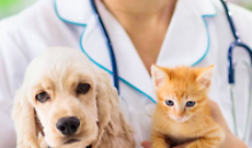 Caselle Torinese: una giornata dedicata alla salute degli animali domestici