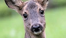 Capriolo cade nel fossato del castello: &egrave; in fin di vita