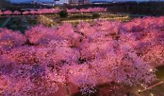 Quasi 146.000 visitatori per i ciliegi in fiore della Reggia di Venaria - VIDEO 