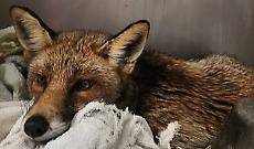 La volpe di Castellamonte