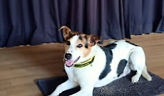 Pippo il cane da soccorso conquista gli studenti di Borgaro